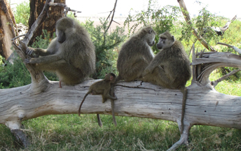 Photo of baboons resting on a log near Kenya's Amboseli National Park.