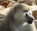 Photo of an adult male member of the Amboseli baboon population.