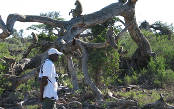 Photo of field assistant Kinyua Warutere watching wild baboons in Amboseli.