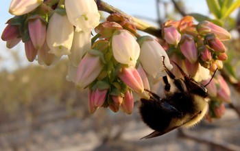 A bumblebee forages on blueberry flowers