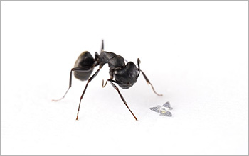 A 3D microflier sits next to a common ant to show scale.