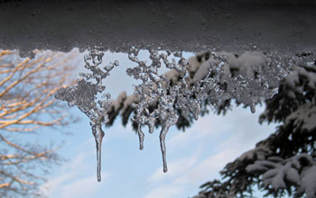 Photo of snowy furtree branches reflecting in water