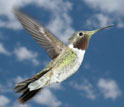 Male broad-tailed hummingbird with the yellow pollen on its bill.