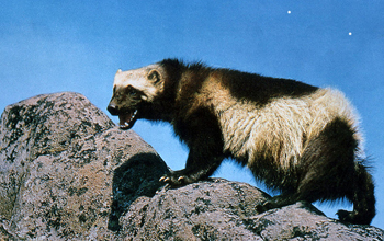 Photo of a wolverine on a rocky surface.