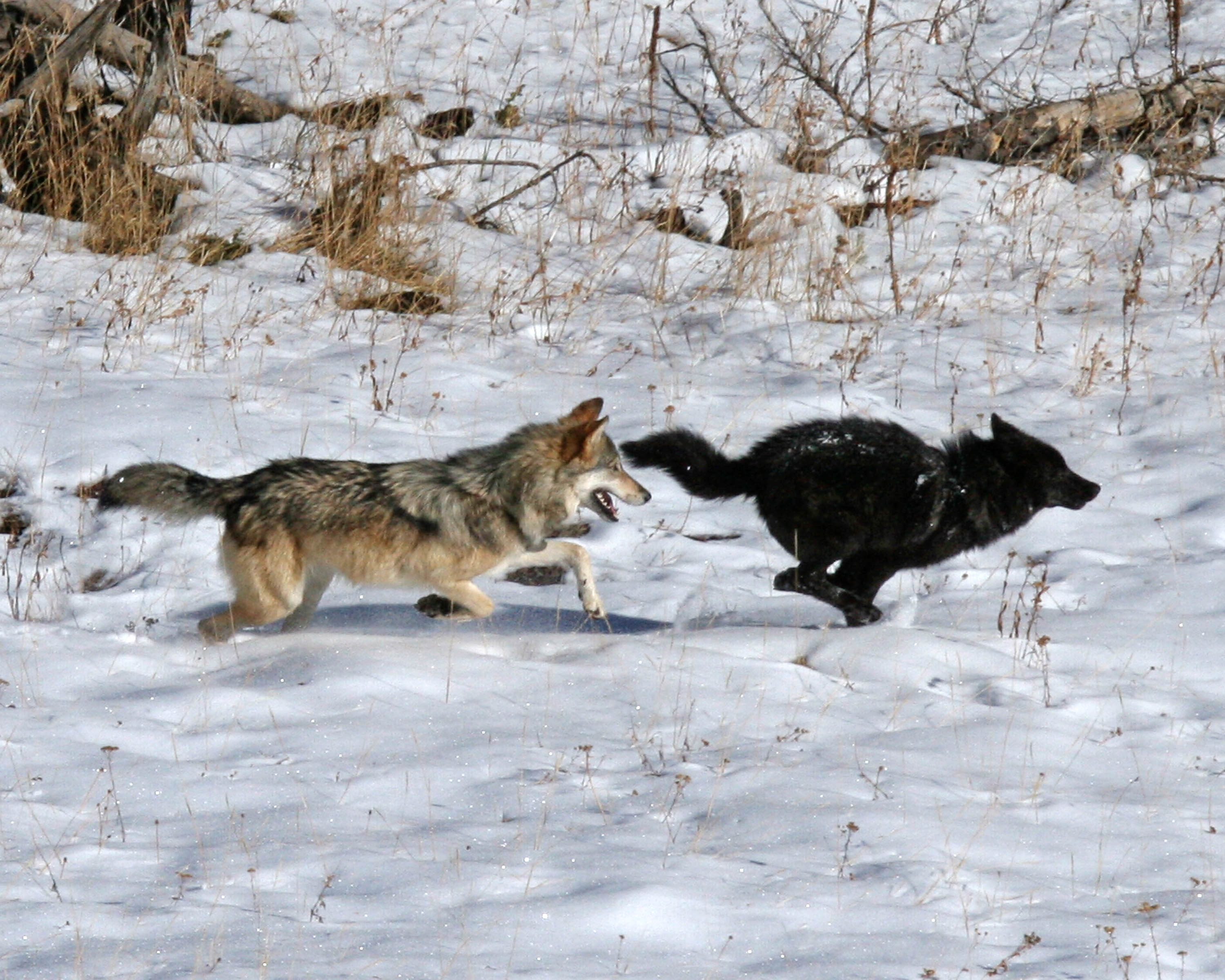 Image result for wolf pack yellowstone