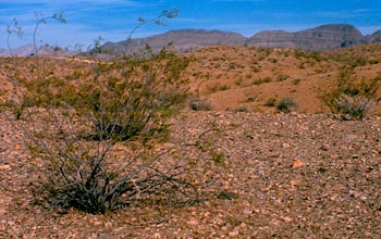 Photo of creosote bushes in the Mohave Desert.