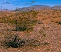 Photo of creosote bushes in the Mohave Desert.