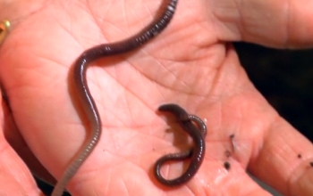 two worms on the palm of a hand