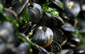 mussels