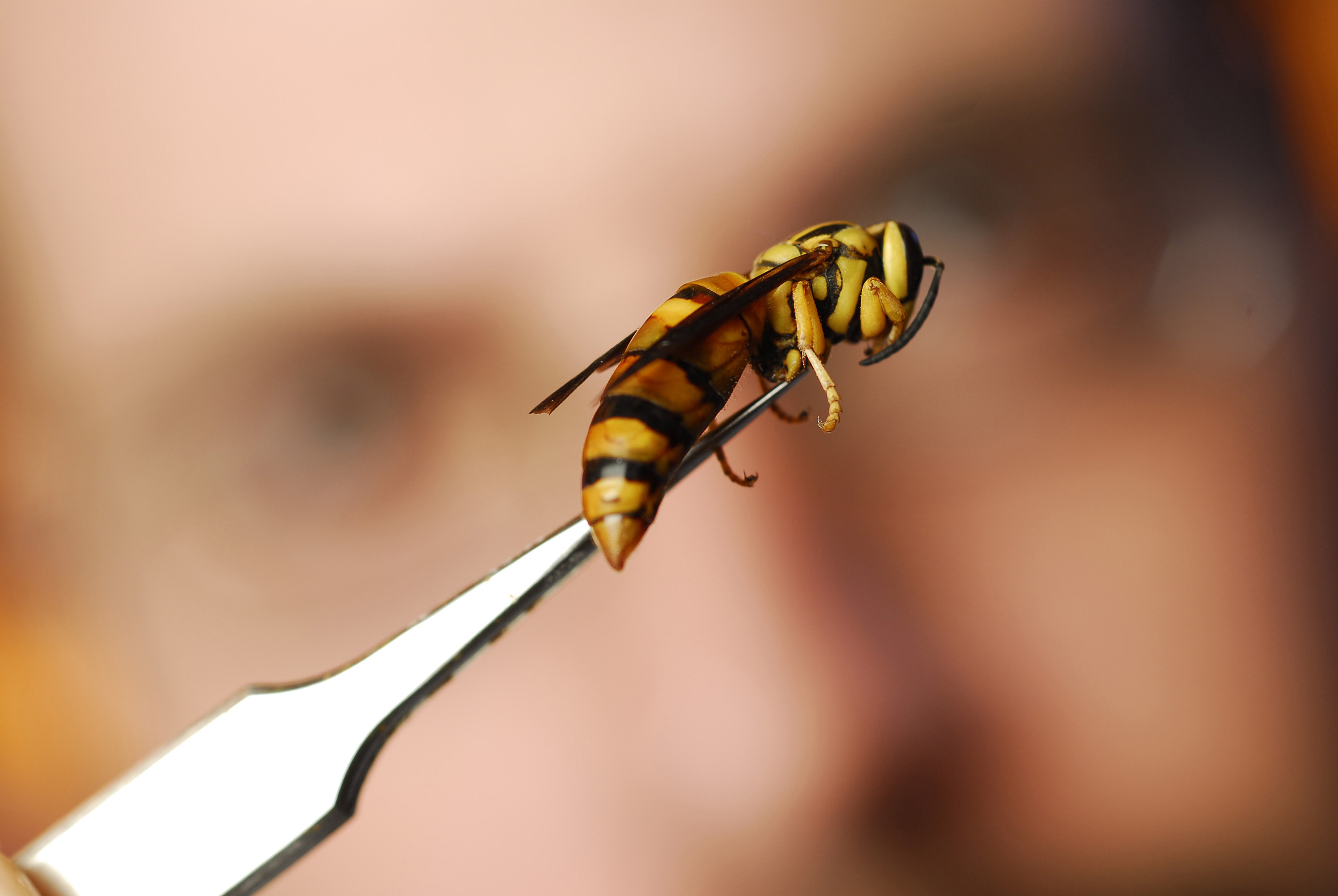 How to Capture Yellow Jackets (and Not Get Stung)- All ...