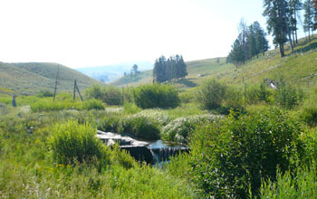 Summertime at the team's upstream research site along East Blacktail Deer Creek.