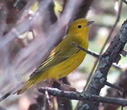 Yellow warblers are known for their long-distance migrant breeding in much of North America.