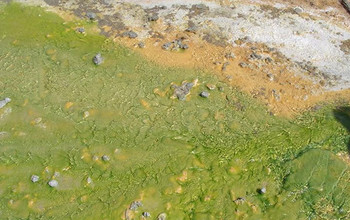 microbes forming a mat at Octopus Geyser in Yellowstone.