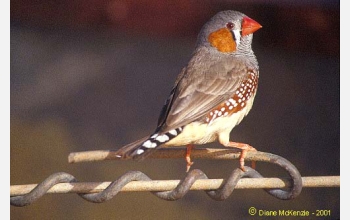 A zebra finch