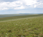 Hillside at Imnavait Creek, North Slope, Alaska