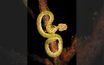 Venomous eyelash viper (Bothriechis schlegelii)