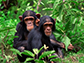two chimpanzees sitting in the grass