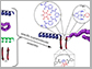 monomers (left) and a series of 3-D structures