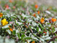 Acmispon strigosus a plant in the pea family