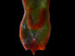 acoel flatworm