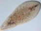 a acoelomorpha worm