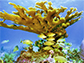 Acropora palmata coral