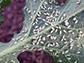 adult whiteflies on a watermelon leaf