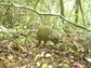 photo of an agouti in the act of stealing seeds