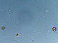 close-up view of Chrysochromulina tobin