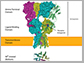 AMPA-type glutamate receptors