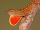 a male brown anole lizard