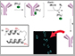 a triple-metalated peptide (inset) and antibodies (purple)