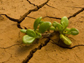 Arabidopsis plant