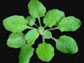 arabidopsis plant