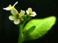 arabidopsis thaliana