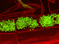 image of fungal arbuscules (green) inside root cells (red)