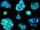 cell consortia composed of archaea and bacteria