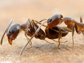 Argentine ants