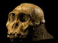 Australopithecus sediba skull