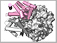 rendering of avian hemoglobin