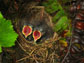 baby juncos