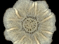 top view of a Bacillus subtilis