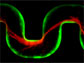 bac­te­r­ial cells flowing through a chan­nel