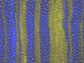 two strains of bacteria with fluorescent yellow and blue tags