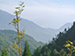 a stalk of bamboo in China's Wolong Nature Reserve