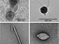 viruses observed in the basement fluids