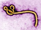 Ebola