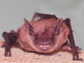 a bat emitting sounds
