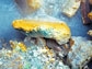 green and yellow rock in an Icelandic hot spring