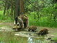 a mother bear and her two cubs drinking water
